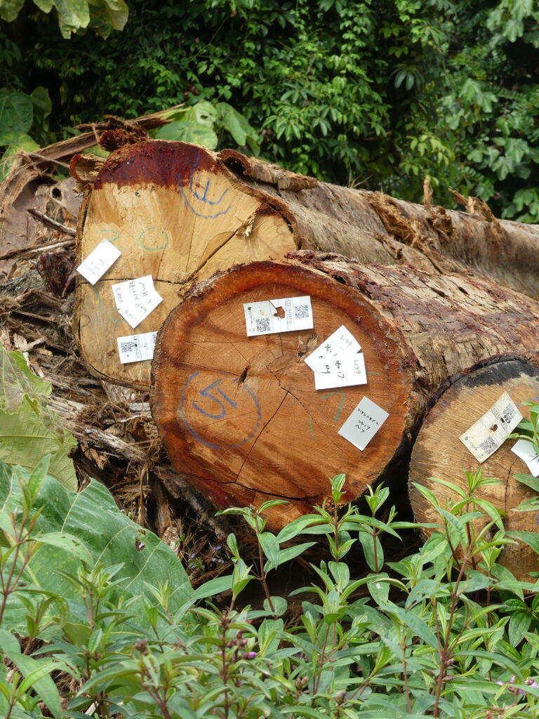stammen legaal hout