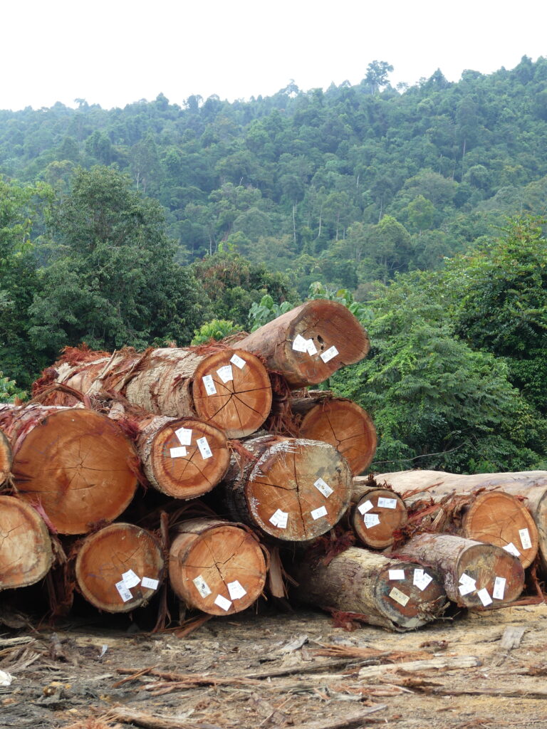 hout stammen logyard legaal hout