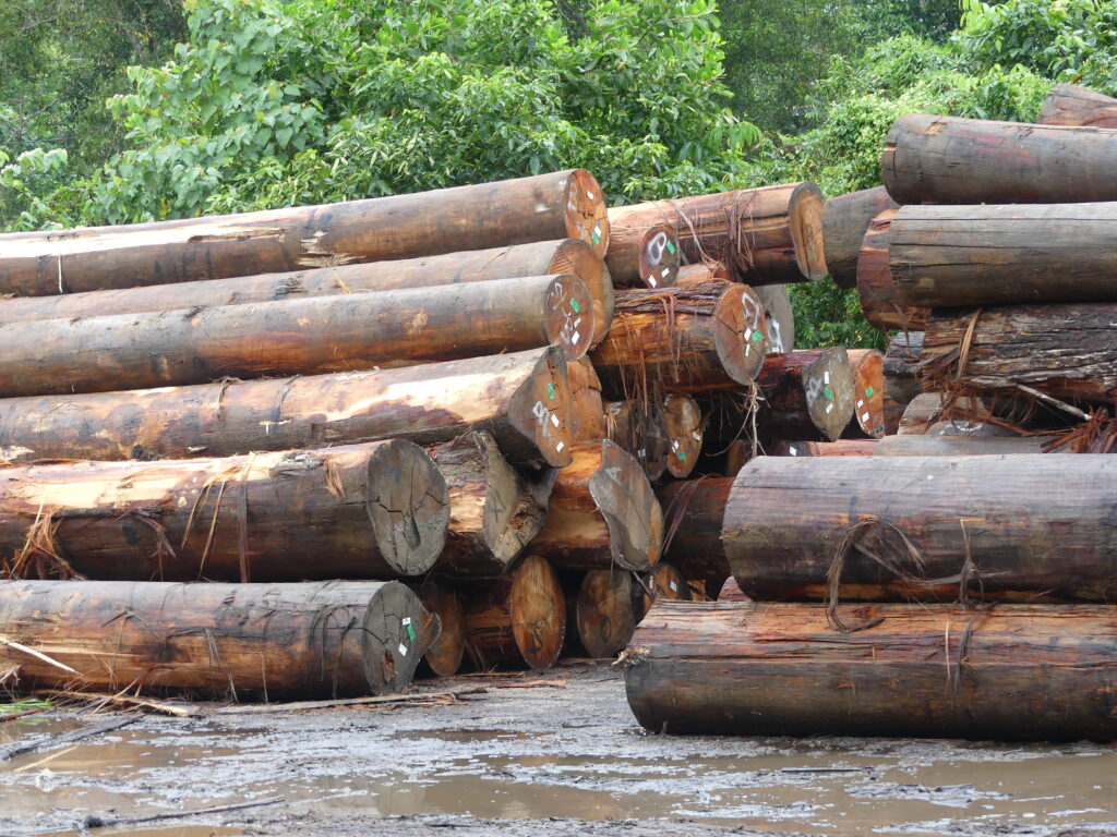 stammen logyard legaal gekapt hout